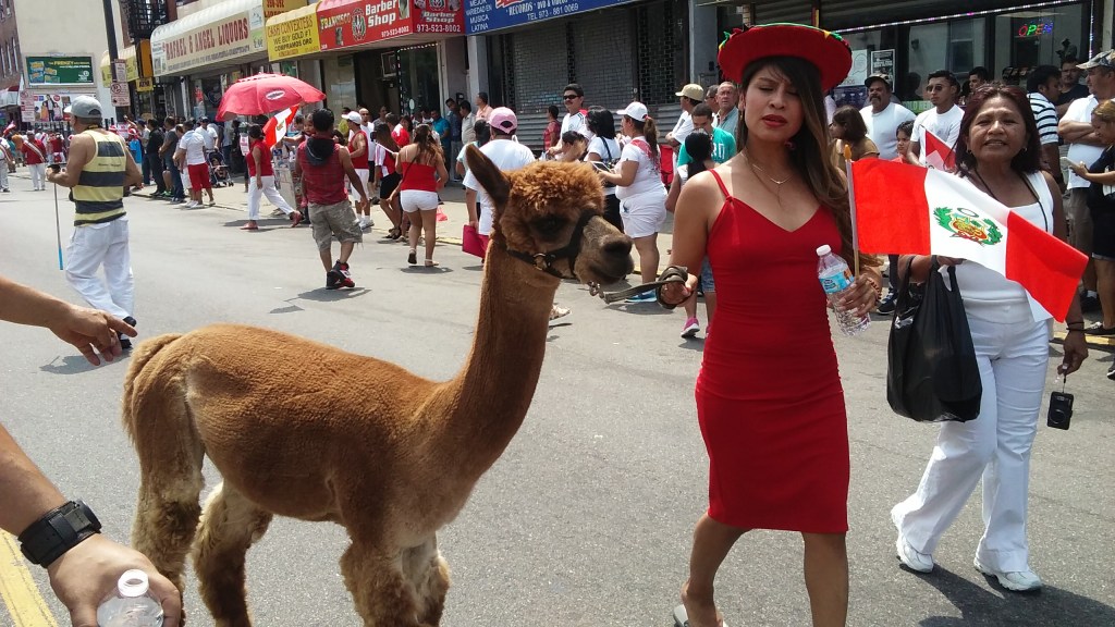  La Vicuña, uno de los símbolos en el Escudo Nacional del Perú, paseó altiva por las calles de Paterson.